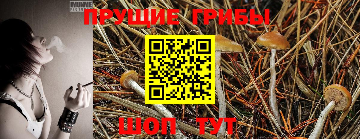 Псилоцибиновые грибы прущие грибы Бахчисарай